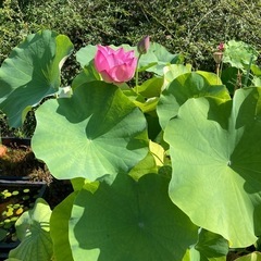 蓮  花ハス の苗の画像