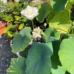 蓮  花ハス の苗