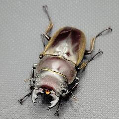 【♂♀♀3頭】ルマウィノコギリクワガタ①