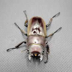 【♂♀♀3頭】ルマウィノコギリクワガタ②