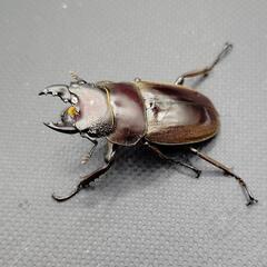 【♂♀ペア】ルマウィノコギリクワガタ②の画像