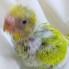 セキセイインコ　グリーンスパングル　4/22
