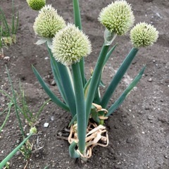 野菜　サニーレタス　ネギ