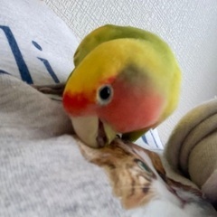 コザクラインコです。
