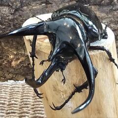 カブトムシくじ ヘラクレス   の画像