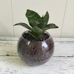🌿上に伸びずコンパクトなタイプのサンスベリア（ハイドロカルチャー...
