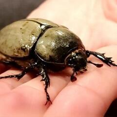 ホワイトヘラクレス グラントシロカブト 幼虫の画像