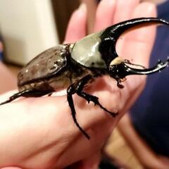 ホワイトヘラクレス グラントシロカブト 幼虫
