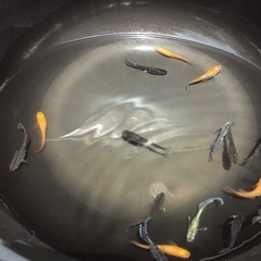 (お問い合わせ中) ミックスメダカ　10匹＋α