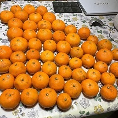 
　完売　お値下げ残り1袋　 愛媛産　　　柑橘　なつみの画像