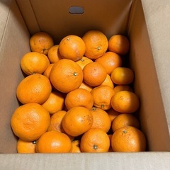 
　完売　お値下げ残り1袋　 愛媛産　　　柑橘　なつみの画像