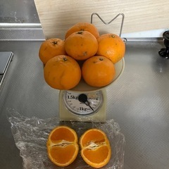 
　完売　お値下げ残り1袋　 愛媛産　　　柑橘　なつみの画像
