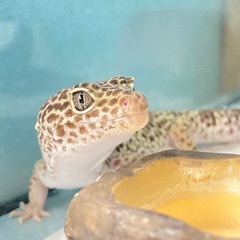 ヒョウモントカゲモドキ
