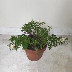 🌿トゲなしツルバラ・ヨモギ✨開花時期✨素焼き鉢/観葉植物🌿