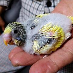 セキセイインコの雛
