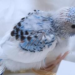 セキセイインコ　ブルー系パイド 4/22