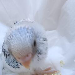 セキセイインコ　ブルー系パイド 4/22 - 春日部市