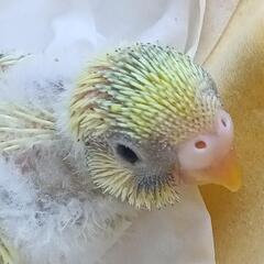 セキセイインコ　パステルパイド　4/22