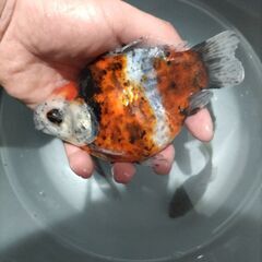 金魚　玉サバ　キャリコ玉サバ　水槽の画像