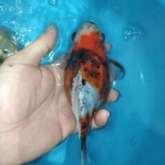 金魚　玉サバ　キャリコ玉サバ　水槽