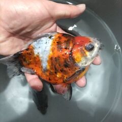金魚　玉サバ　キャリコ玉サバ　水槽の画像