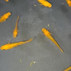 乙姫メダカ　おとひめメダカの画像