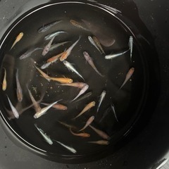 高級　メダカ　生体　35〜40匹　②の画像