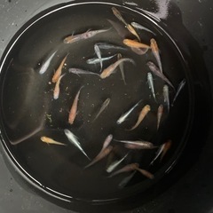 高級　メダカ　生体　35〜40匹　②の画像