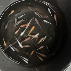 高級　メダカ　生体　35〜40匹　②