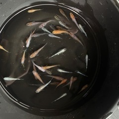 高級　メダカ　生体　35〜40匹　②の画像