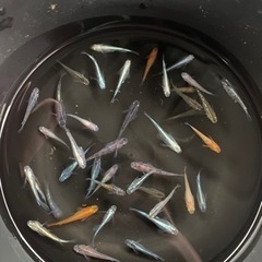 高級　メダカ　生体　35〜40匹　①の画像
