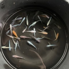 高級　メダカ　生体　35〜40匹　①の画像