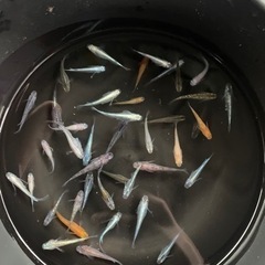高級　メダカ　生体　35〜40匹　①