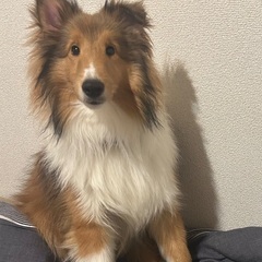 シェットランド・シープドック