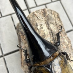 値下げ　ヘラクレスオオカブト3令幼虫2ペアの画像