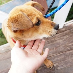 【里親様決まりました✨】推定3ヶ月女の子🐶 - 犬