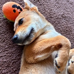 【里親様決まりました✨】推定3ヶ月女の子🐶 − 長崎県