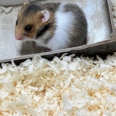 ゴールデンハムスター