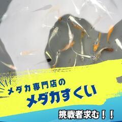 【特選】紅帝リアルロングフィン店頭販売‼️名古屋改良めだか直売所 - 地元のお店