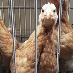 ひよこ にわとり の飼育に興味のあるかた