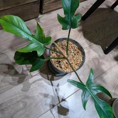 観葉植物 フィロデンドロン スクアミフェルム