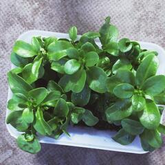 野菜ですが観葉植物としても楽しめます。ツルなしツルムラサキ苗 1本