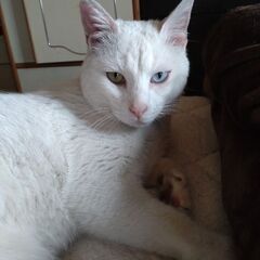 迷い猫