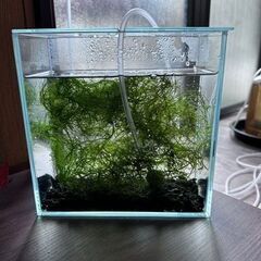 ウィローモス 20g③　水草　無農薬【ビオトープ、メダカ、エビ飼育に】の画像