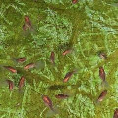メノウ蝶尾  稚魚 金魚