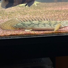 ポリプテルス　アンソルギー　28cm± ブリード個体の画像