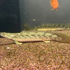 ポリプテルス　アンソルギー　28cm± ブリード個体の画像