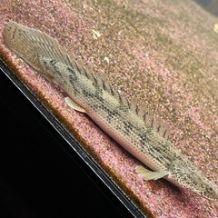 ポリプテルス　アンソルギー　28cm± ブリード個体の画像