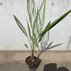 大人気ココスヤシ