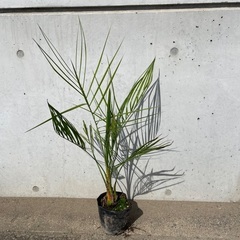 大人気ココスヤシの画像